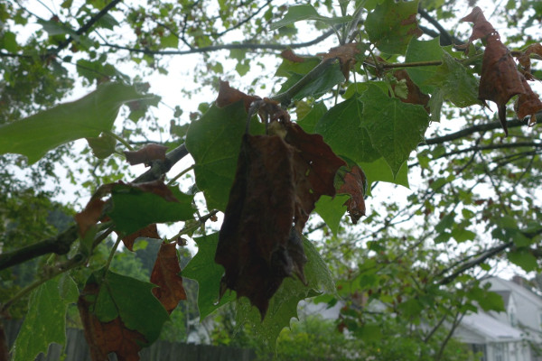 Sycamore Anthracnose in Wake Forest