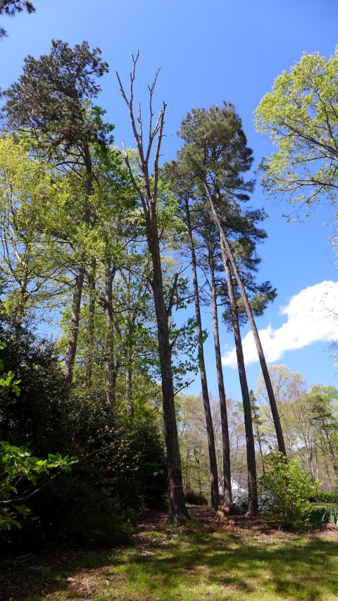 The dead, rotten oak in question.