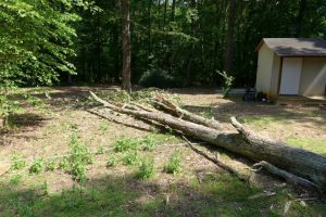 The tree on the ground. A perfect landing.