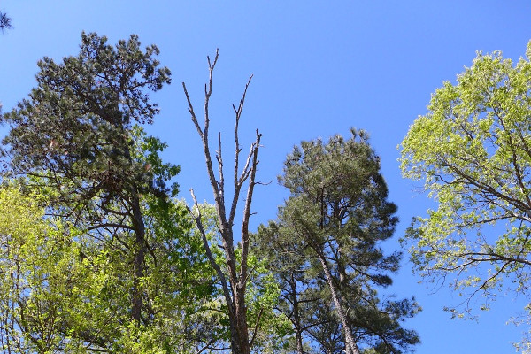 Dead Oak in Fuquay Varina