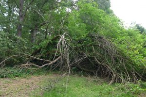 Storm Fallen Mulberry