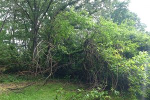 Storm Fallen Mulberry