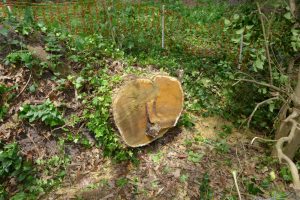 Mulberry cut back to root mound.