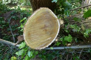 One of many trunks. Cut shows white sap.