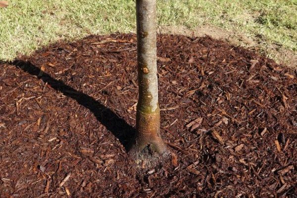 Tree Watering – Fall Planted Trees